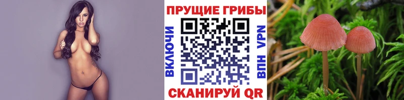 Галлюциногенные грибы Psilocybe  Бирск 