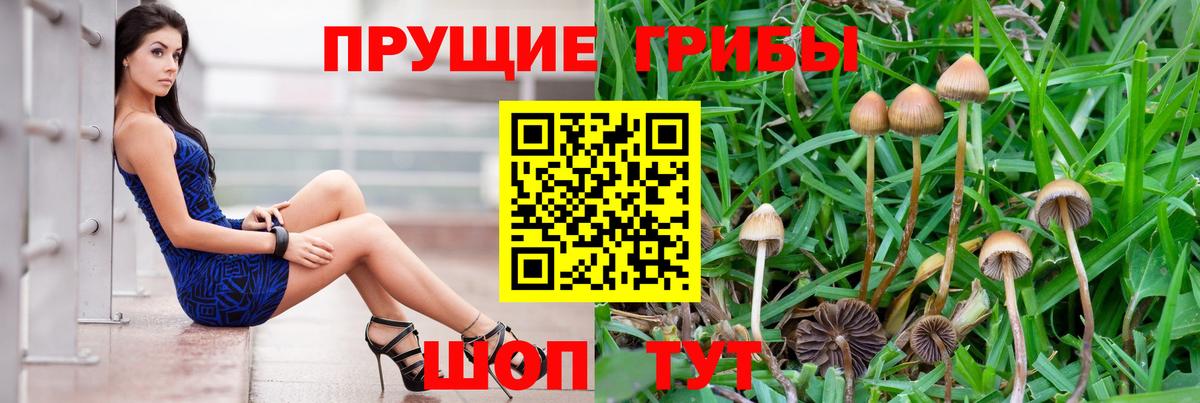 Псилоцибиновые грибы Psilocybine cubensis Бирск